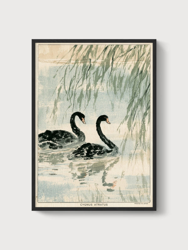 Black Swan Print poster in black frame