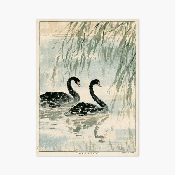 Black Swan Print art print